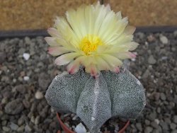 Astrophytum myriostigma z fukurio B, květináč 5,5 cm