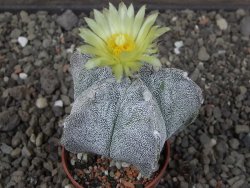 Astrophytum myriostigma z fukurio B, květináč 5,5 cm