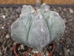 Astrophytum myriostigma z fukurio B, květináč 5,5 cm - 12413823