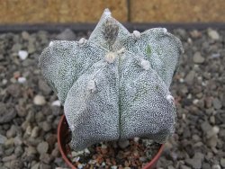 Astrophytum myriostigma z fukurio B, květináč 5,5 cm - 12413825