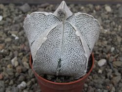 Astrophytum coahuilense snow (Super coahuilense) pot 5,5 cm - 12413827