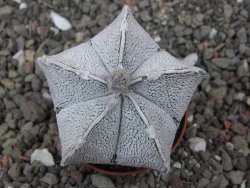 Astrophytum coahuilense snow (Super coahuilense) pot 5,5 cm