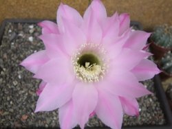 Echinopsis hybrid pot 5,5 cm - 12413837