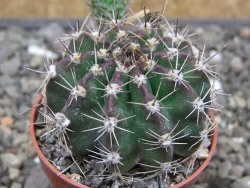 Echinopsis hybrid pot 5,5 cm - 12413841