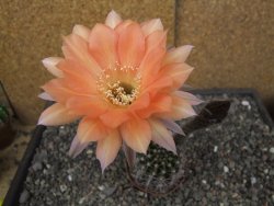 Echinopsis hybrid pot 7 cm