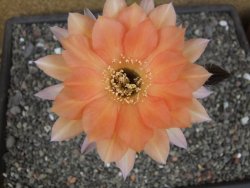 Echinopsis hybrid pot 7 cm - 12413844