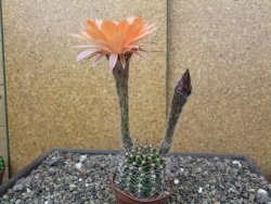 Echinopsis hybrid pot 7 cm - 12413847