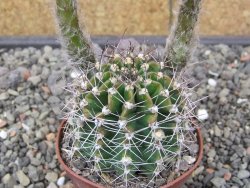 Echinopsis hybrid pot 7 cm - 12413849