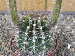 Echinopsis hybrid pot 7 cm - 12413850