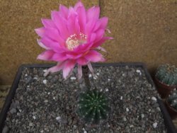 Echinopsis hybrid pot 7 cm