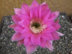 Echinopsis hybrid pot 7 cm - 12413854