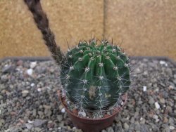 Echinopsis hybrid pot 7 cm - 12413858