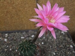 Echinopsis hybrid aff eyresii, květináč 7 cm - 12413859