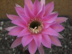 Echinopsis hybrid aff eyresii, květináč 7 cm