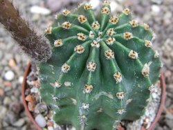 Echinopsis hybrid aff eyresii, květináč 7 cm - 12413865