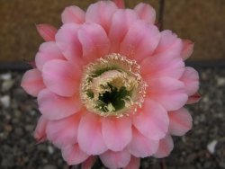 Echinopsis hybrid, květináč 6,5 cm - 12413872