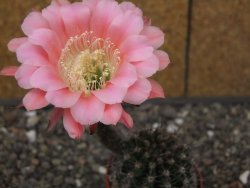 Echinopsis hybrid, květináč 6,5 cm - 12413876