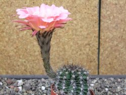 Echinopsis hybrid, květináč 6,5 cm - 12413881