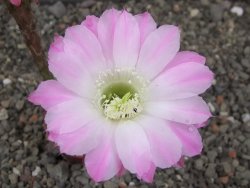 Echinopsis hybridaff eyresii, květináč 5,5 cm Světlá romantika - 12413887