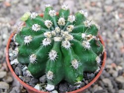 Echinopsis hybridaff eyresii, květináč 5,5 cm Světlá romantika - 12413890