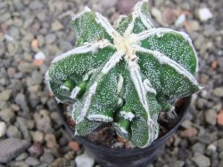 Astrophytum Dinosaur bílá linka (Fukurio Hannya) květináč 5,5 cm