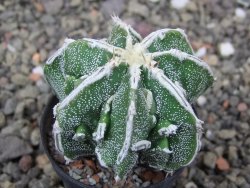 Astrophytum Dinosaur bílá linka (Fukurio Hannya) květináč 5,5 cm - 12413892
