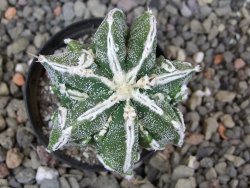 Astrophytum Dinosaur bílá linka (Fukurio Hannya) květináč 5,5 cm - 12413893