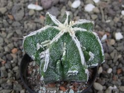 Astrophytum Dinosaur bílá linka (Fukurio Hannya) květináč 5,5 cm - 12413896