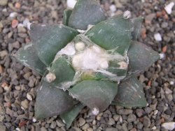 Ariocarpus furfuraceus květináč 5,5 cm cm - 12413898