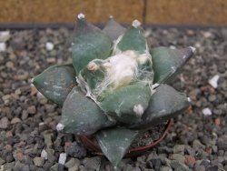 Ariocarpus furfuraceus květináč 5,5 cm cm - 12413901