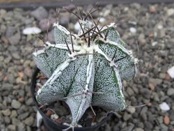 Astrophytum Dinosaur X ornatum květináč 5,5 cm - 12413902