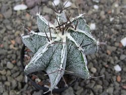 Astrophytum Dinosaur X ornatum květináč 5,5 cm - 12413903