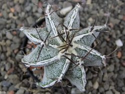 Astrophytum Dinosaur X ornatum květináč 5,5 cm