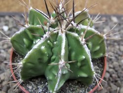 Astrophytum Dinosaur (Fukurio Hannya) květináč 6,5 cm