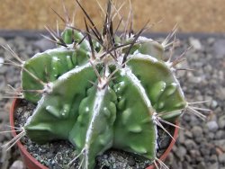 Astrophytum Dinosaur (Fukurio Hannya) květináč 6,5 cm - 12413910