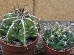 Astrophytum Dinosaur (Fukurio Hannya) květináč 6,5 cm - 12413914
