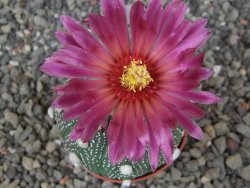 Astrophytum asterias X red flower akabana červený květ, květináč 5,5 cm - 12413917