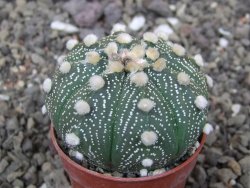 Astrophytum asterias X red flower akabana červený květ, květináč 5,5 cm - 12413919