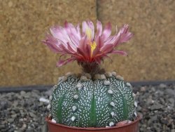 Astrophytum asterias X red flower akabana červený květ, květináč 6,5 cm - 12413924