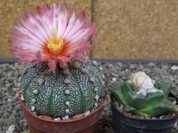 Astrophytum asterias X red flower akabana červený květ, květináč 6,5 cm - 12413925