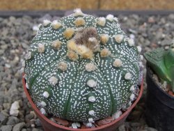 Astrophytum asterias X red flower akabana červený květ, květináč 6,5 cm - 12413928