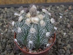 Astrophytum niveum X red flower akabana červený květ, květináč 5,5 cm - 12413933
