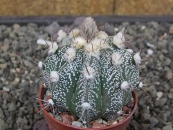 Astrophytum niveum X red flower akabana červený květ, květináč 5,5 cm - 12413934
