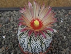 Astrophytum Super Kabuto X red flower akabana červený květ, květináč 5,5 cm