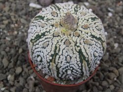 Astrophytum Super Kabuto X red flower akabana červený květ, květináč 5,5 cm - 12413949
