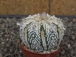 Astrophytum Super Kabuto X red flower akabana červený květ, květináč 5,5 cm - 12413950
