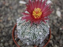 Astrophytum Super Kabuto X red flower akabana červený květ, květináč 5,5 cm