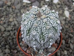 Astrophytum Super Kabuto X red flower akabana červený květ, květináč 5,5 cm - 12413956