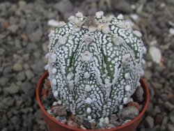 Astrophytum Super Kabuto X red flower akabana červený květ, květináč 5,5 cm - 12413957