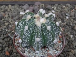 Astrophytum Super Kabuto X red flower akabana červený květ, květináč 7 cm - 12413963